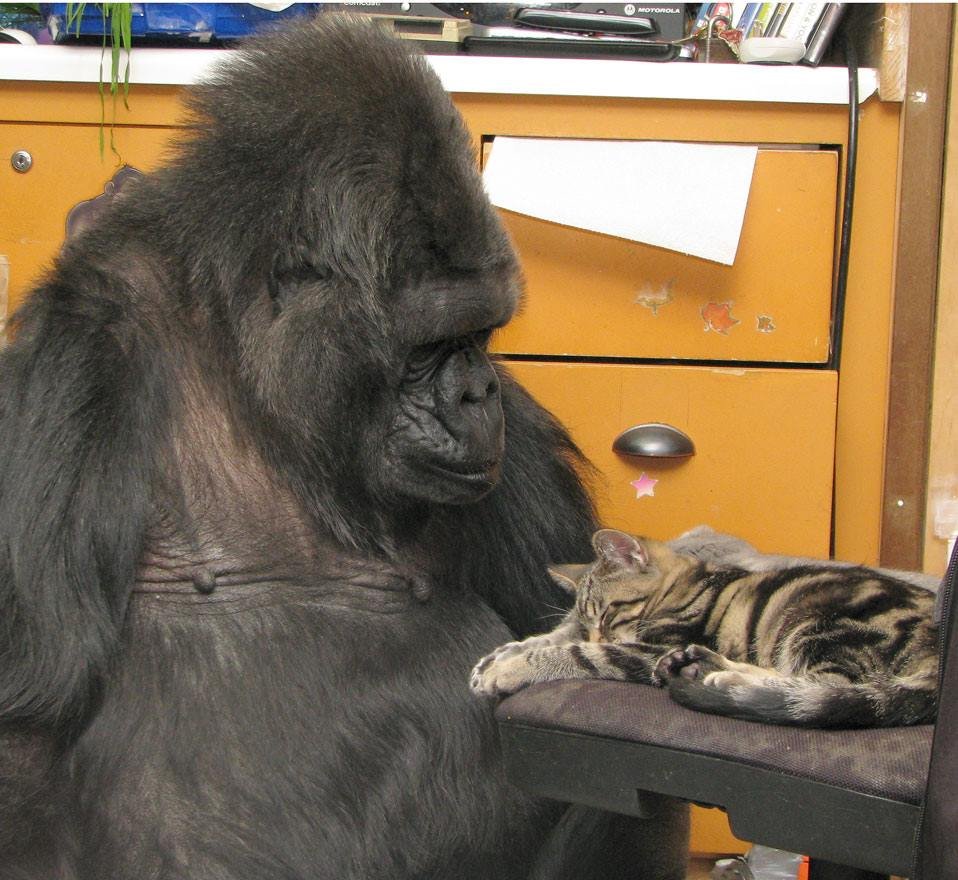 Koko y un gatito Koko y un gatito