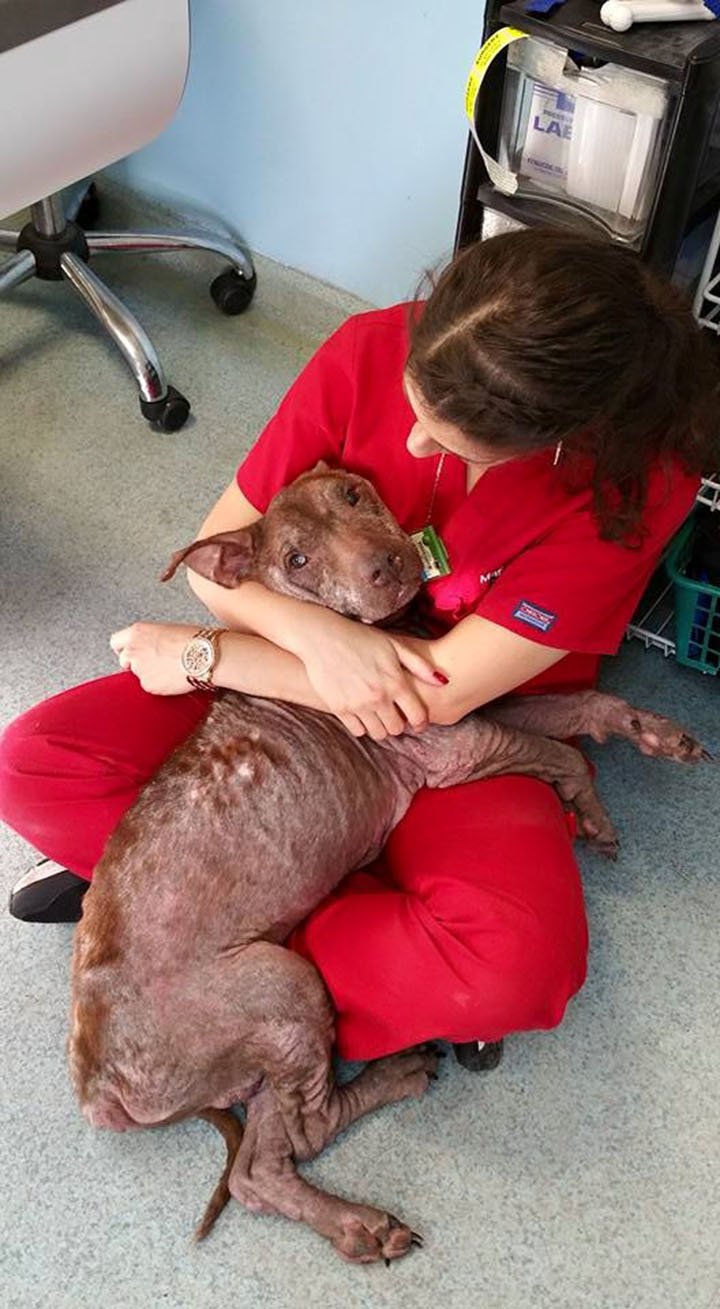 Norman y la veterinaria