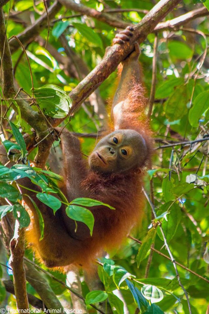 Orangután en el bosque