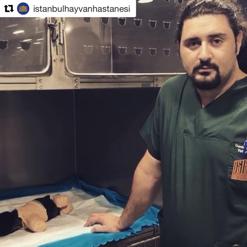 Pequeño cachorro maltratado Pequeño cachorro maltratado