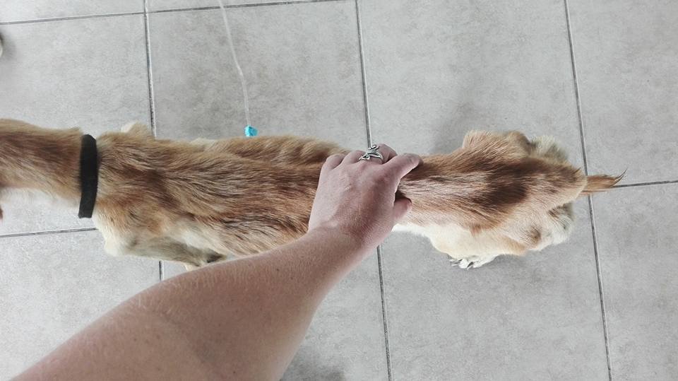 Perrita demacrada Perrita demacrada