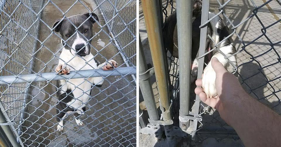 Pitbull de un refugio a la que se le acaba el tiempo extiende su pata pidiendo ayuda 1 Perro extiende su pata pidiendo ayuda