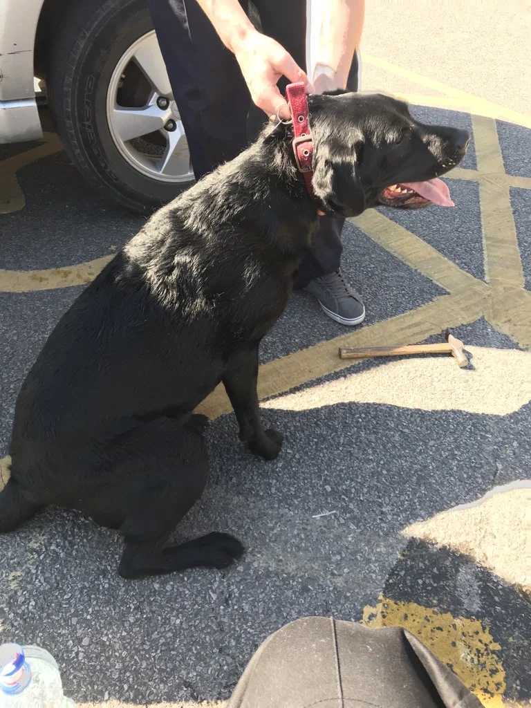 Perro rescatado