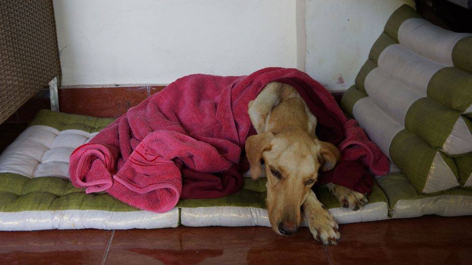 Perro rescatado de alcantarilla Perro rescatado de alcantarilla