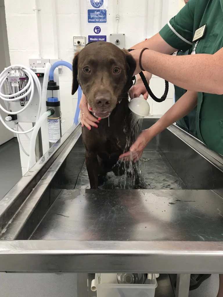 Perro rescatado de un auto caliente
