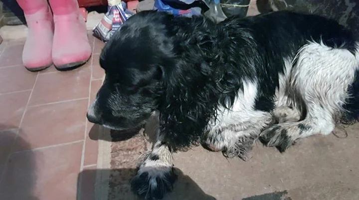 Perro rescatado