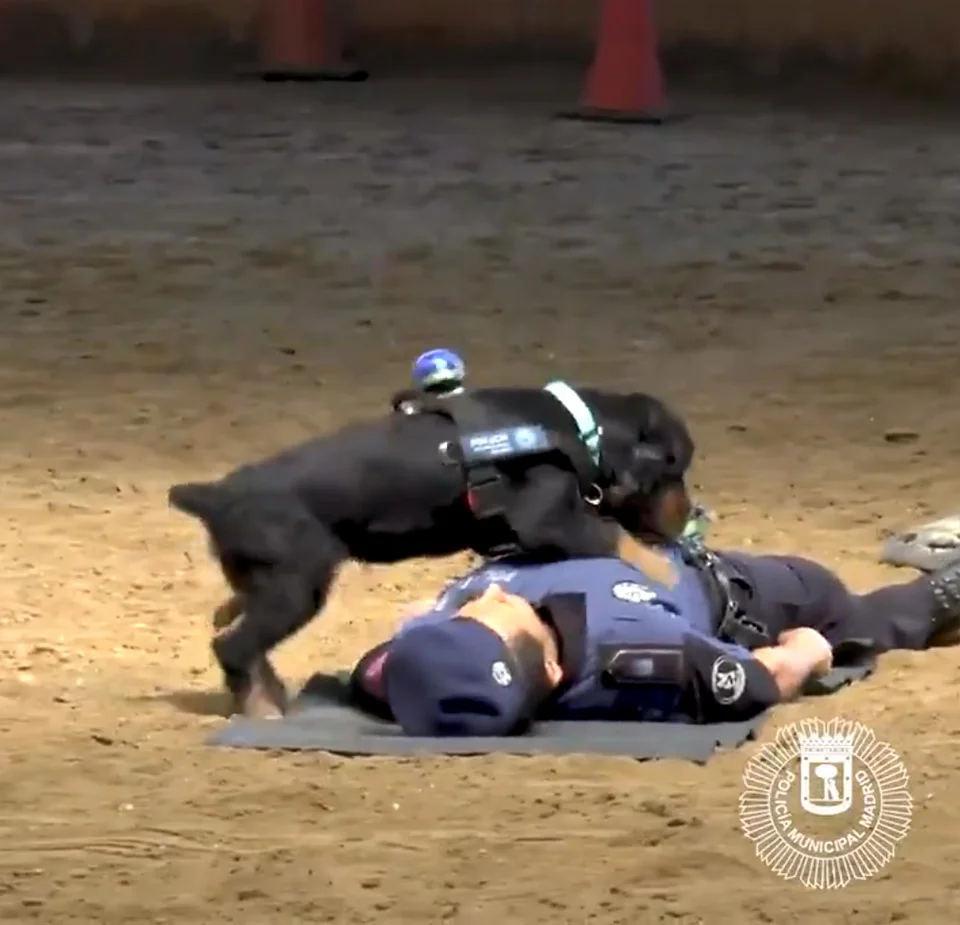 Perro salvando a oficial