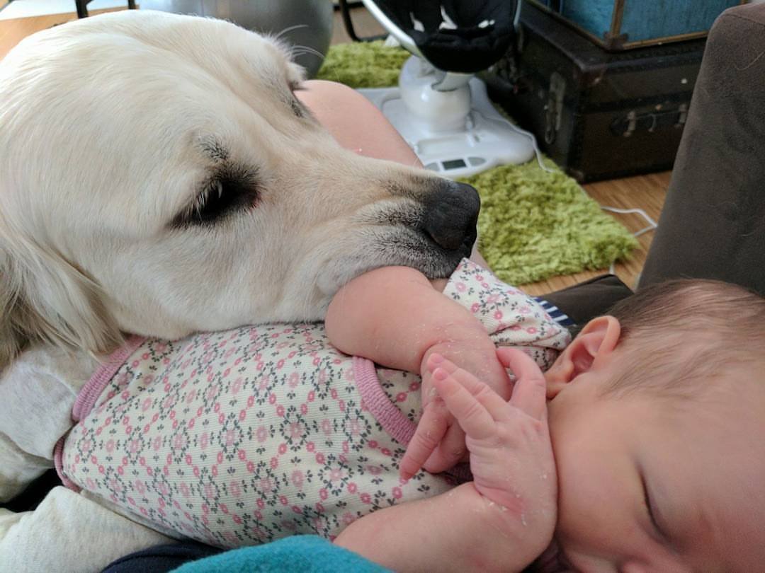 Perro y bebé