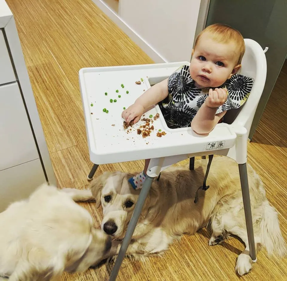 Perros con la bebé