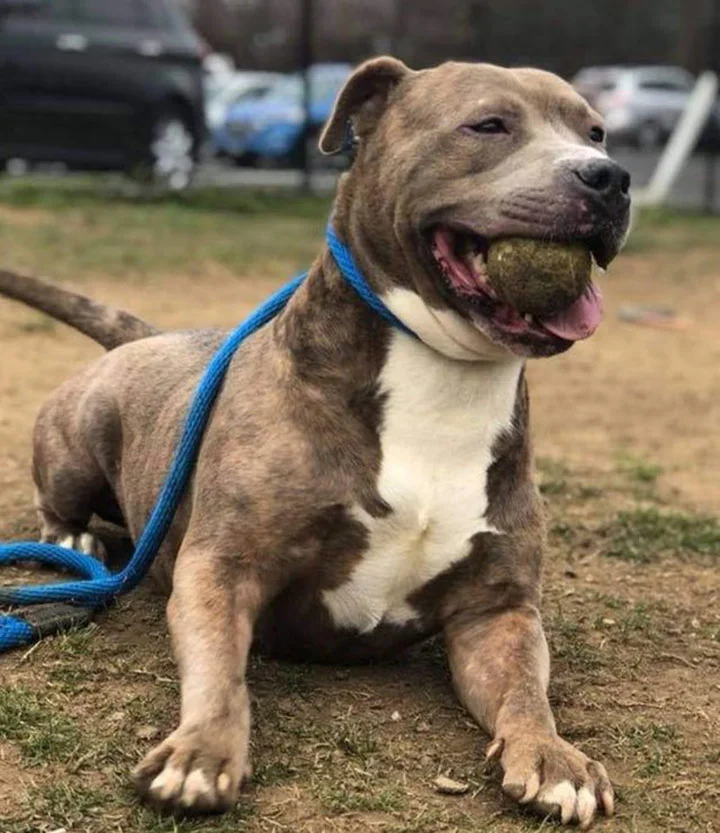 Pitbull rescatado