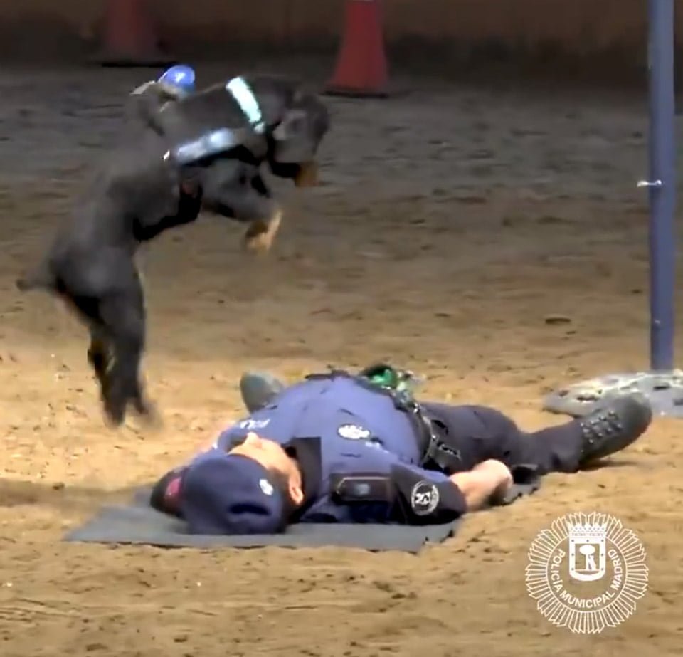 Poncho aprende RCP