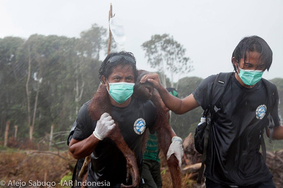 Rescate de orangutanes