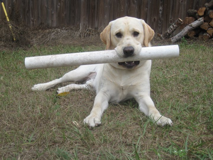 Sam el perro Sam el perro