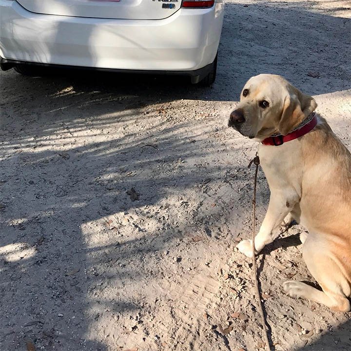 Sam labrador Sam labrador