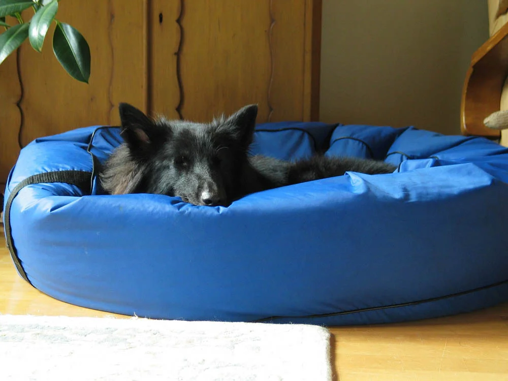 cama para perro