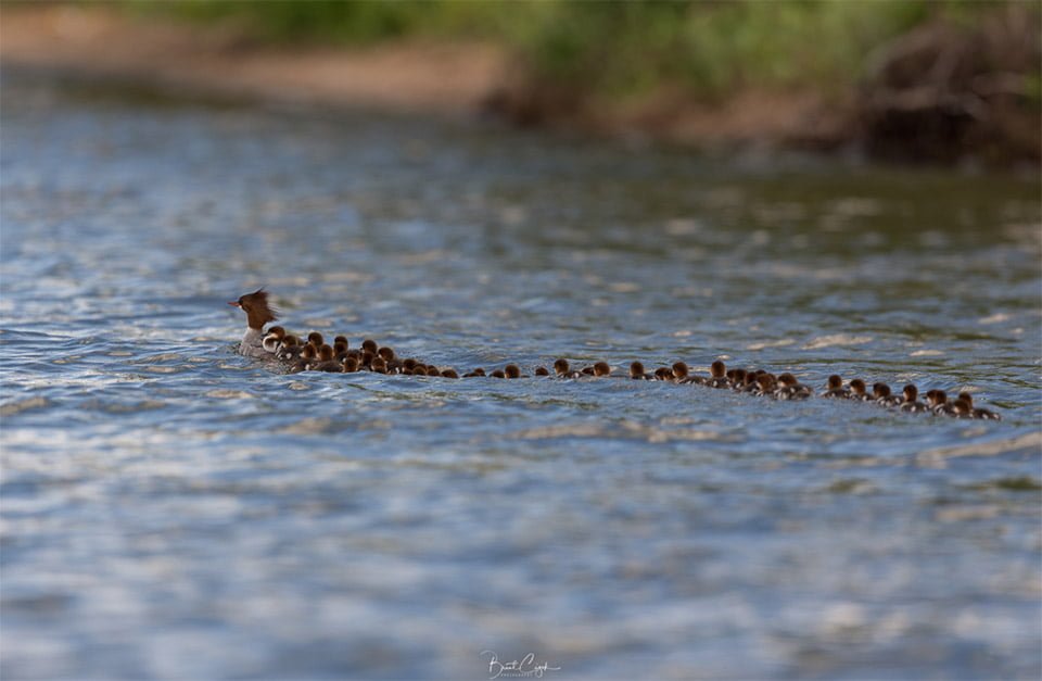 Bandada de patos Bandada de patos