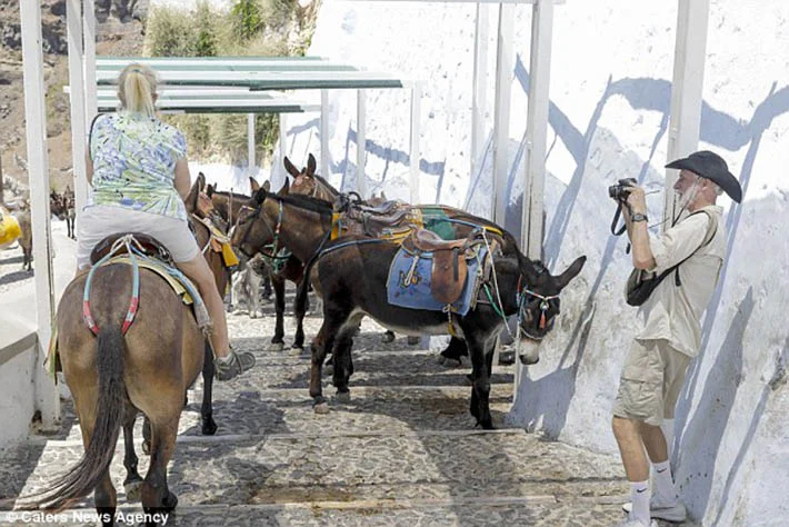 Burros maltratados por turistas obesos