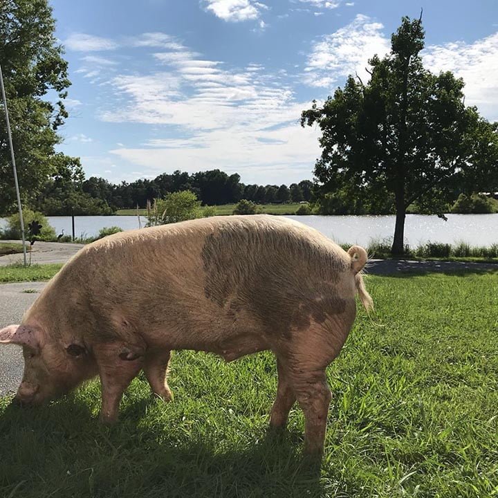 Cerdo en el santuario