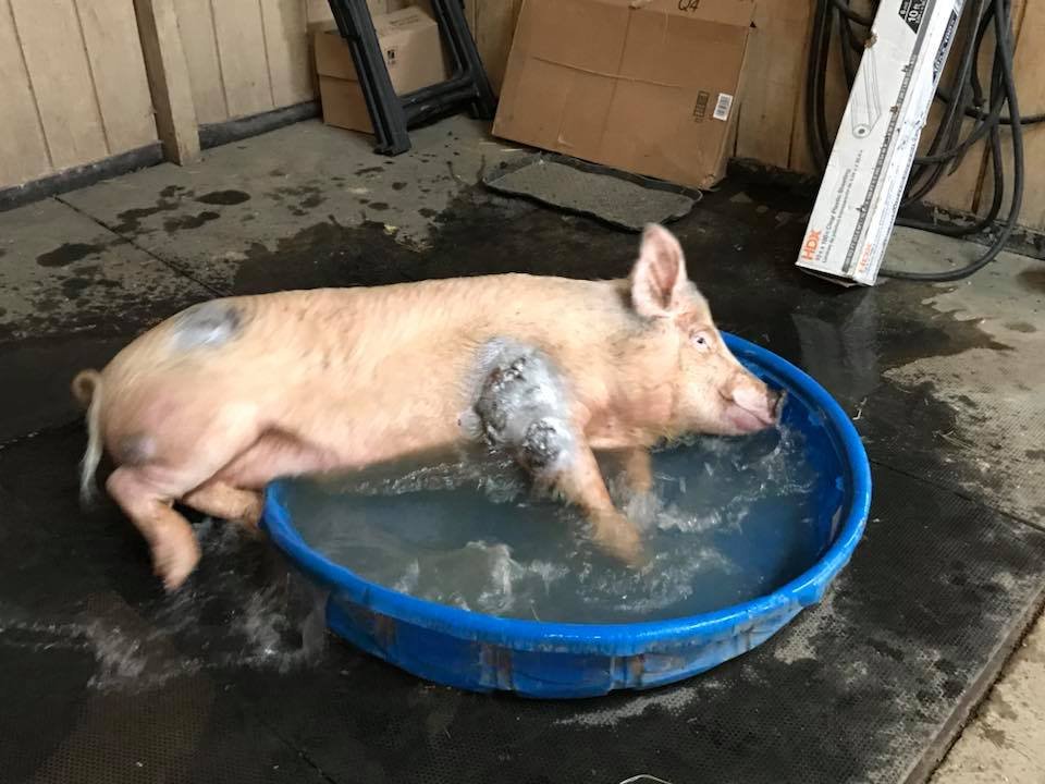 Cerdo en la piscina