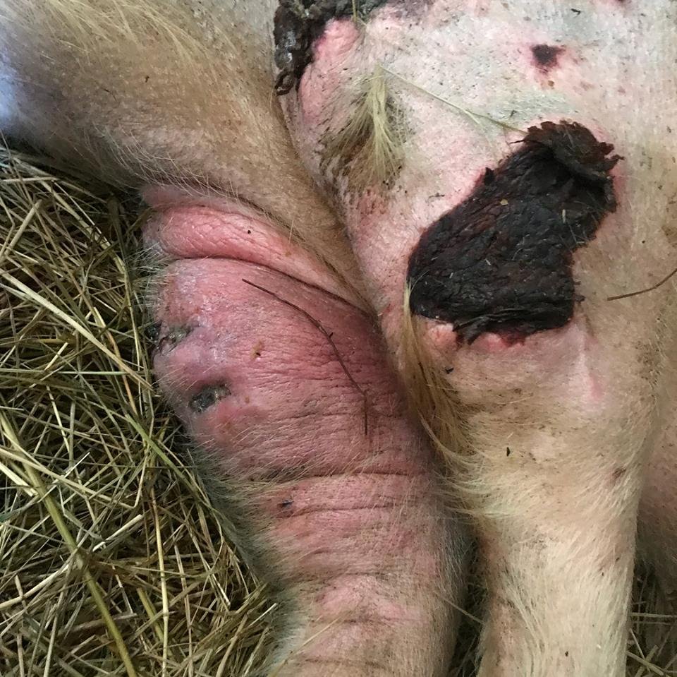 Cerdo herido