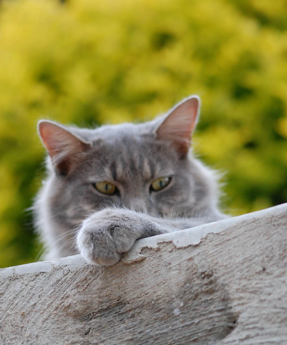 El ronroneo de los gatos