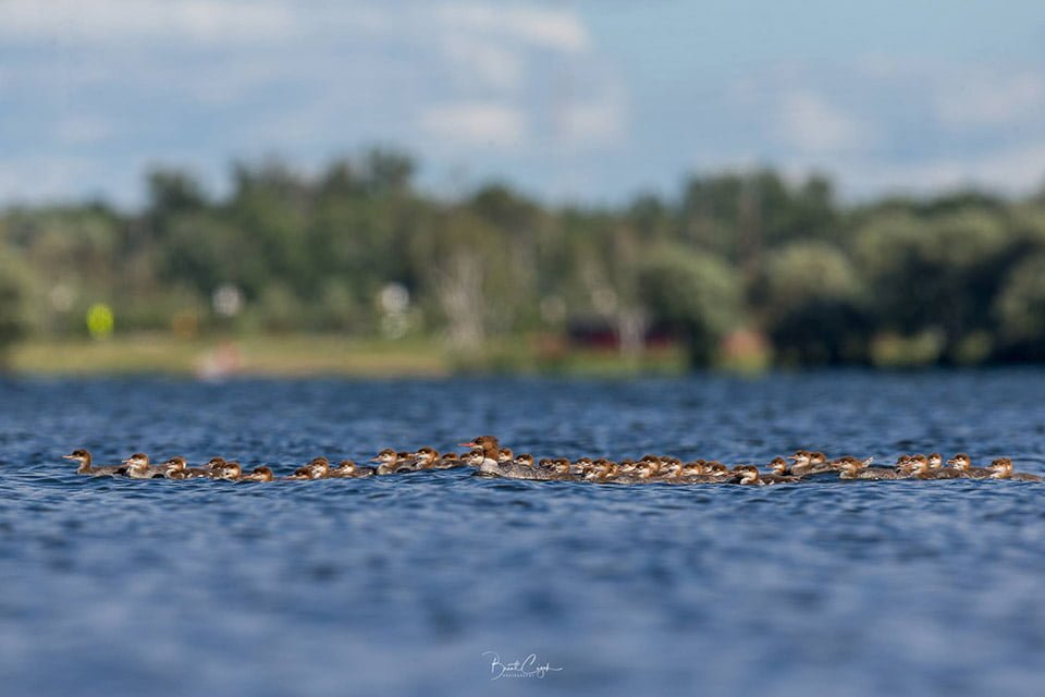 Mamá pato y sus patitos adoptados Mamá pato y sus patitos adoptados