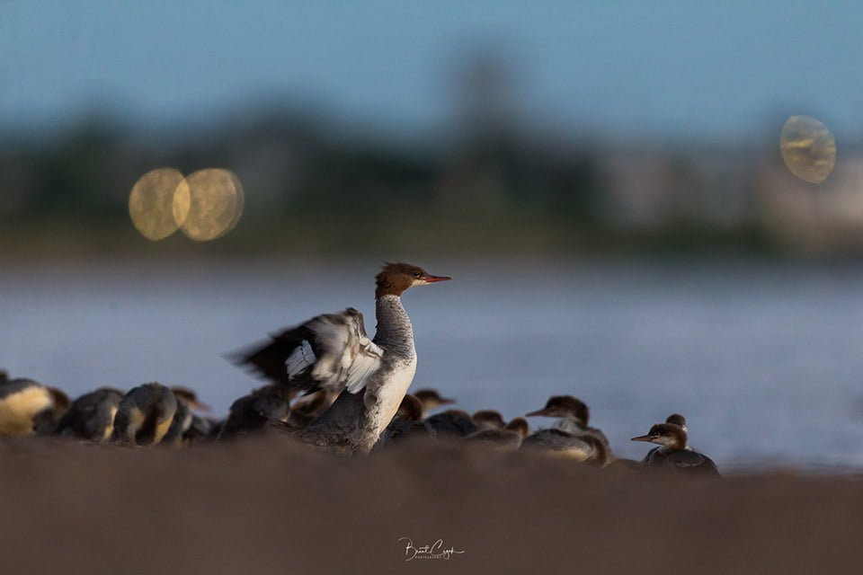 Mamá pato Mamá pato
