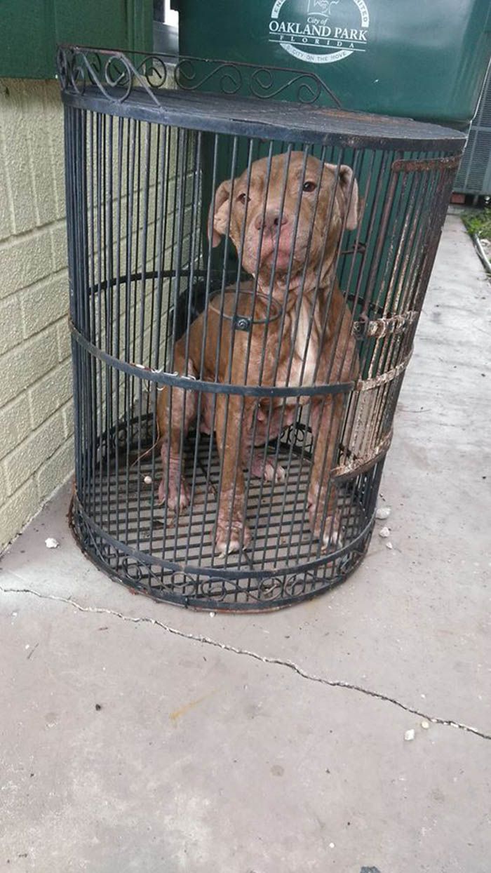 Perro abandonado dentro de jaula