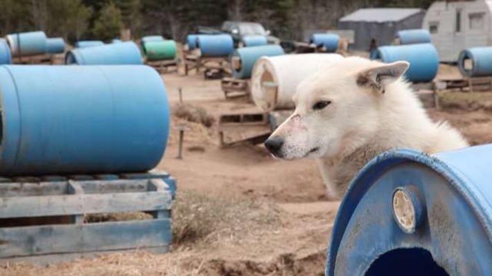 Perro de trineo encadenado Perro de trineo encadenado