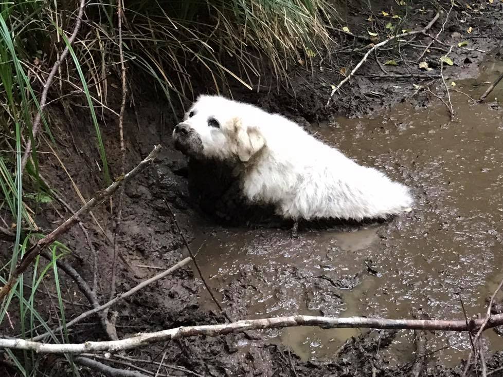 Perro en el lodo