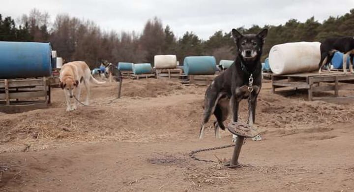 Perro encadenado en verano Perro encadenado en verano