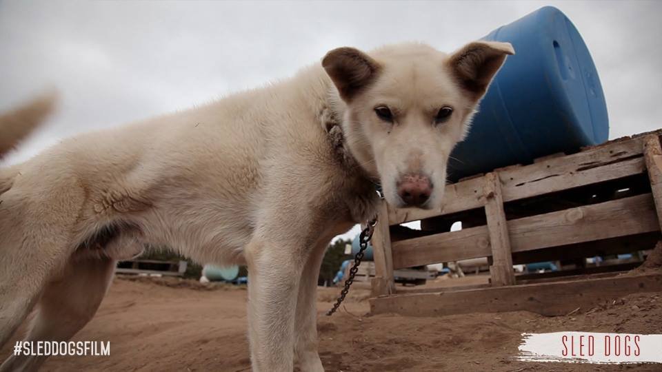 Perro encadenado Perro encadenado