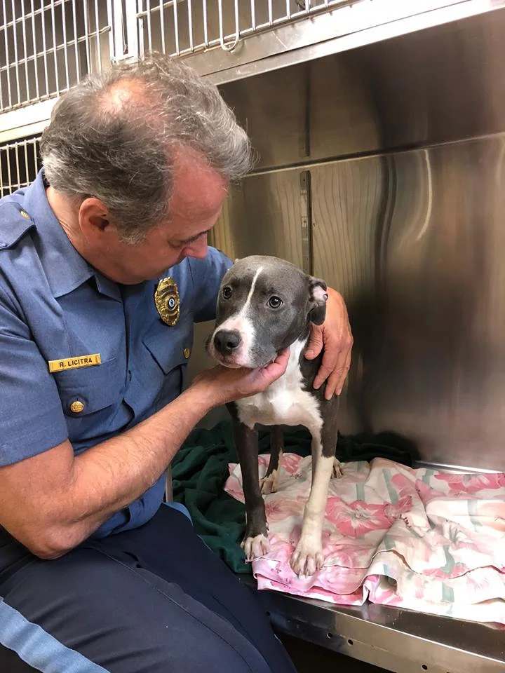 Perro encerrado en jaula Perro encerrado en jaula