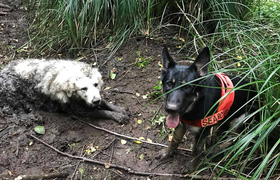 Perro encuentra a un perro mayor y sordo que quedó atrapado en el barro durante 2 días 1 Perro encuentra a otro perro atrapado en el barro durante dos dias