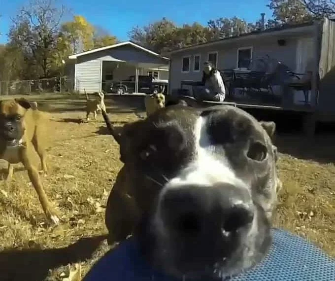 Perro escapa con cámara en la boca
