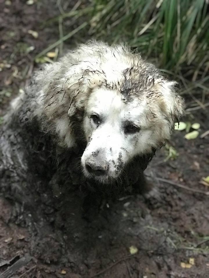 Perro rescatado