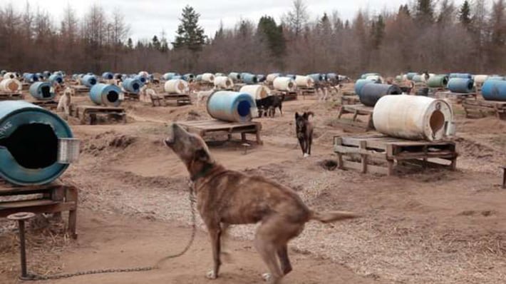 Perros de trineo encadenados Perros de trineo encadenados
