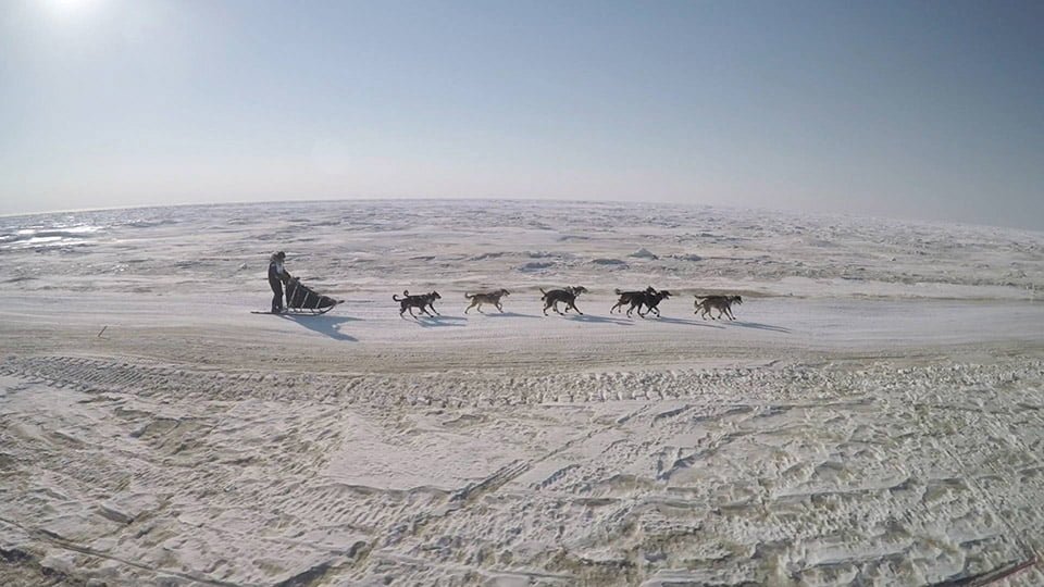 Perros de trineo Perros de trineo