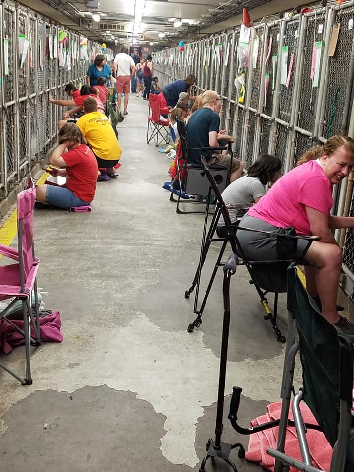 Personas acompañando perros del refugio