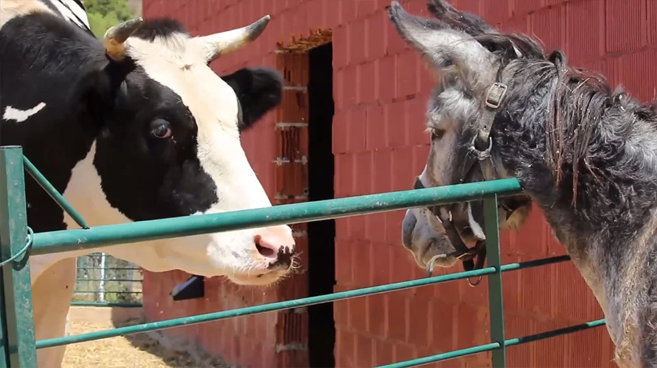 Pippin y las vacas Pippin y las vacas