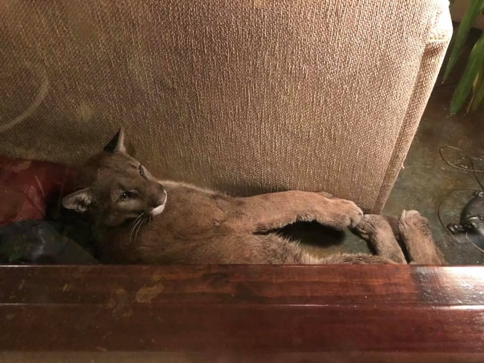 Puma detrás del sofá