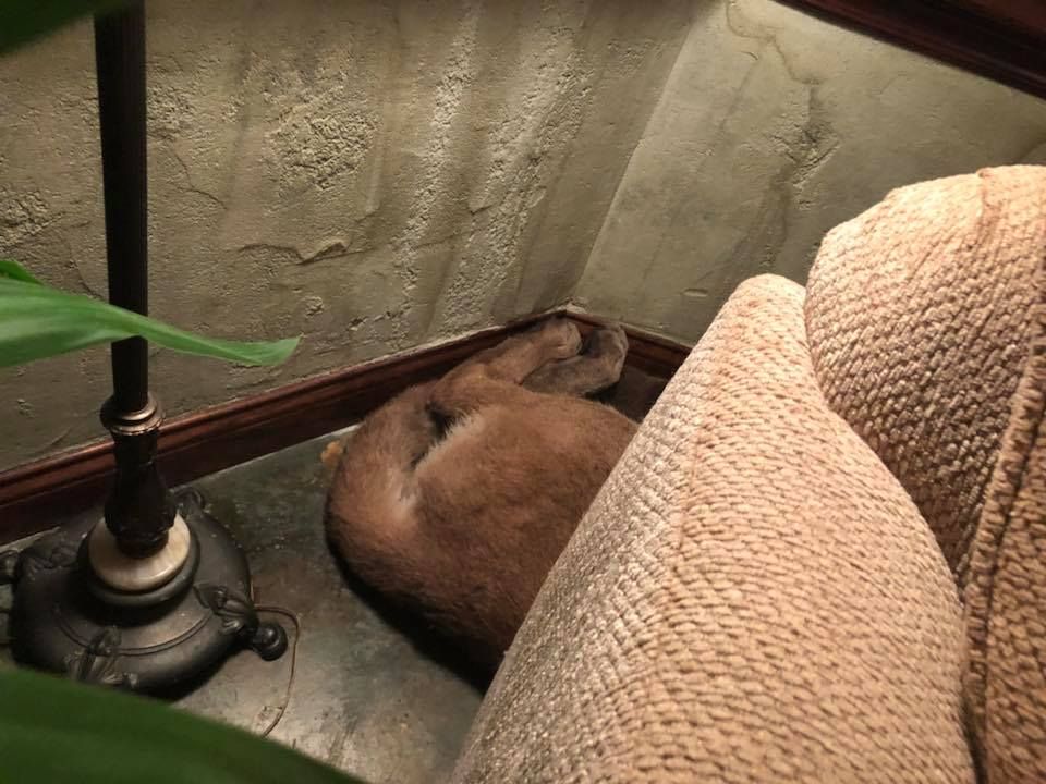 Puma durmiendo