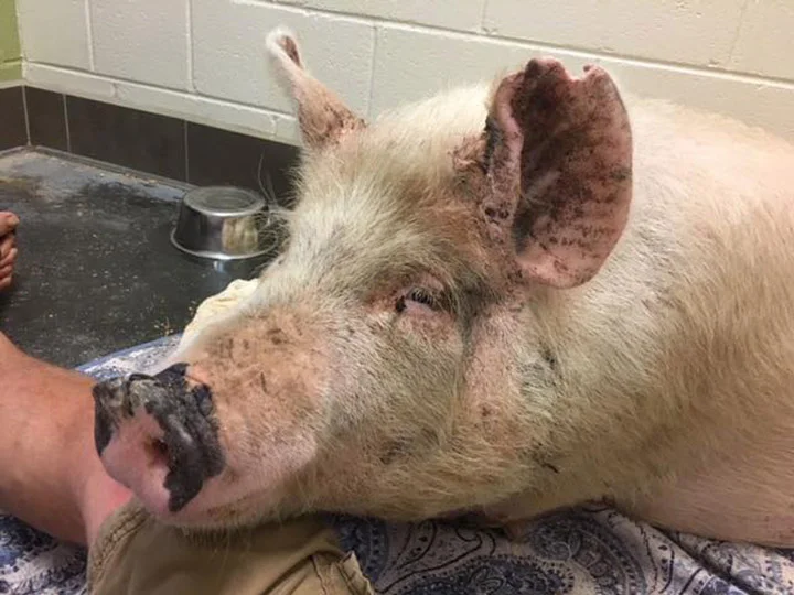 Toby en la pierna de Alex