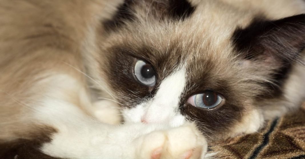 Snowshoe, características, curiosidades y cuidados