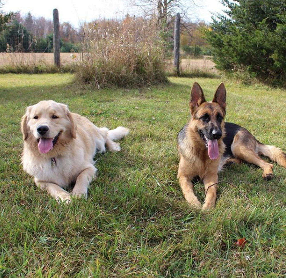 Ryker y Bailey Bailey y Ryker