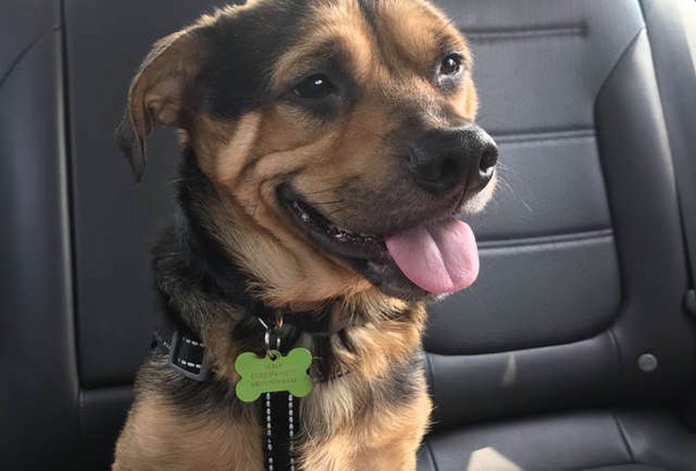 Benji Benji feliz