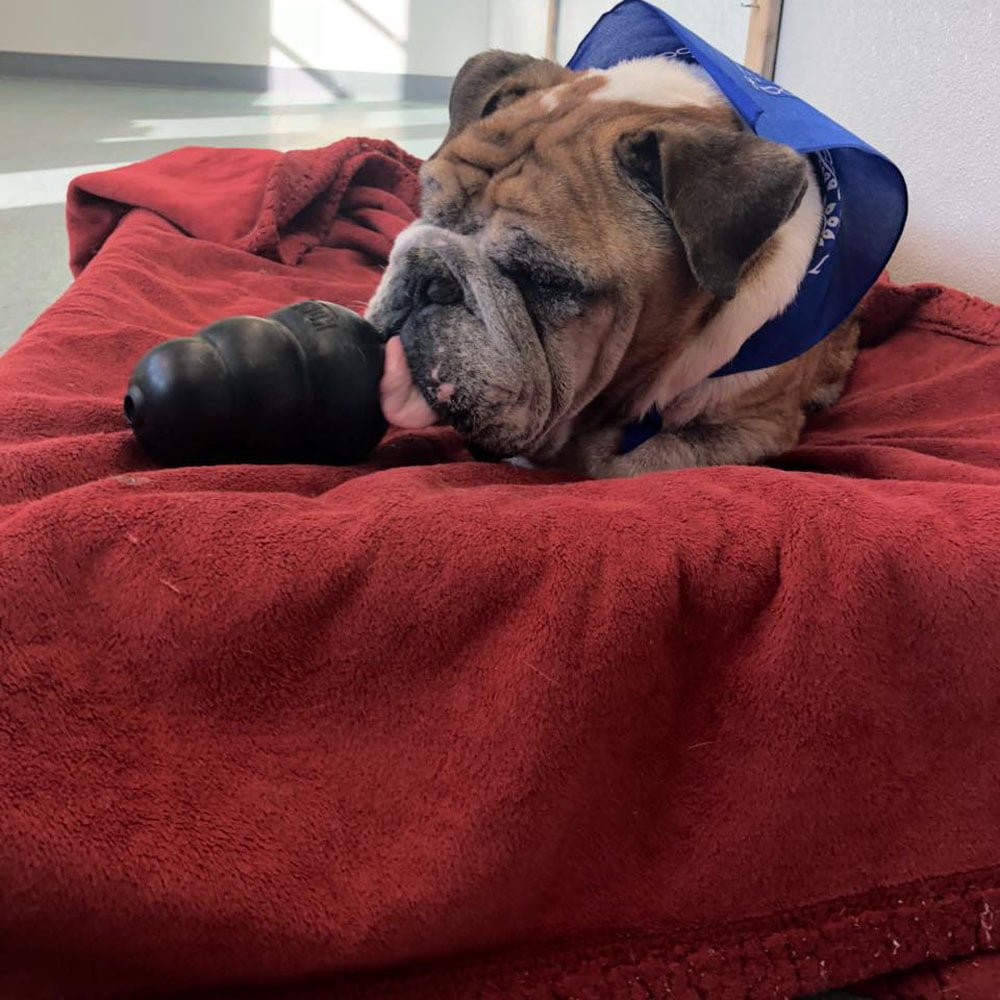 William Katz Bulldog inglés william