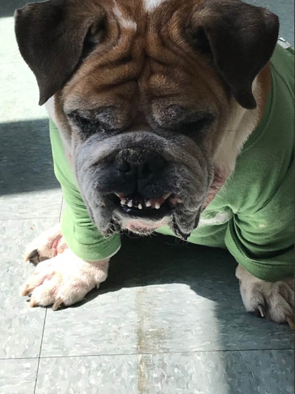William Katz Bulldog inglés