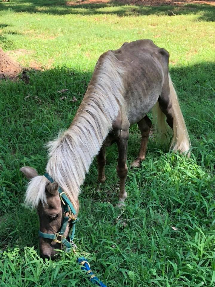 Caballo en santuario