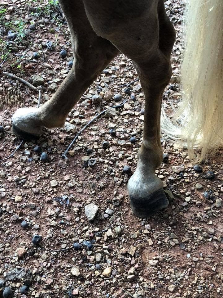 Caballo enfermo en el santuario
